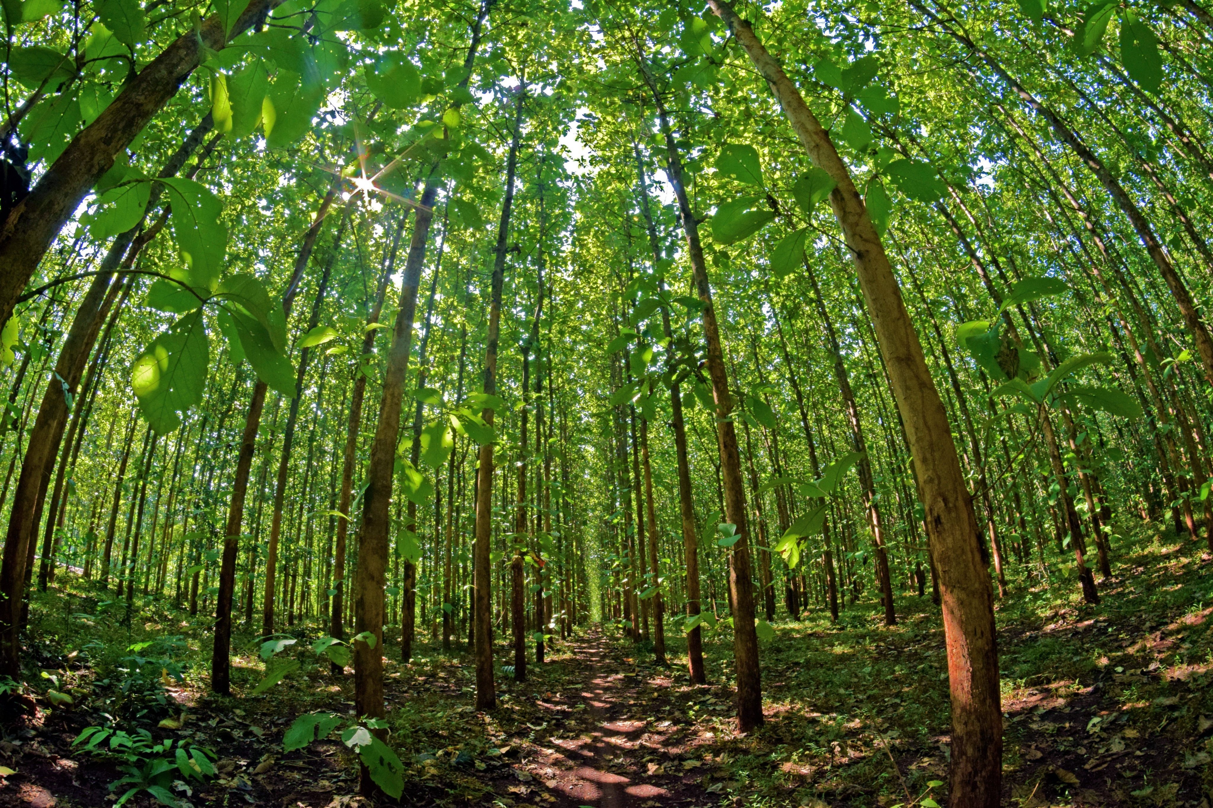Teak Wood